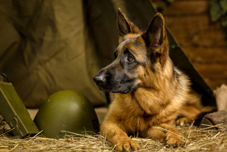 Photo Berger Allemand à Poil Long