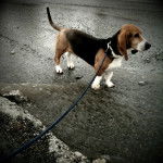 Photo Basset de Normandie