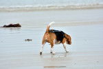 Photo Basset de Normandie