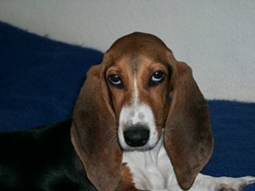 Photo Basset de Normandie