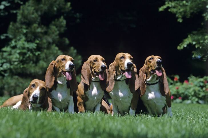 Photo Basset de Normandie