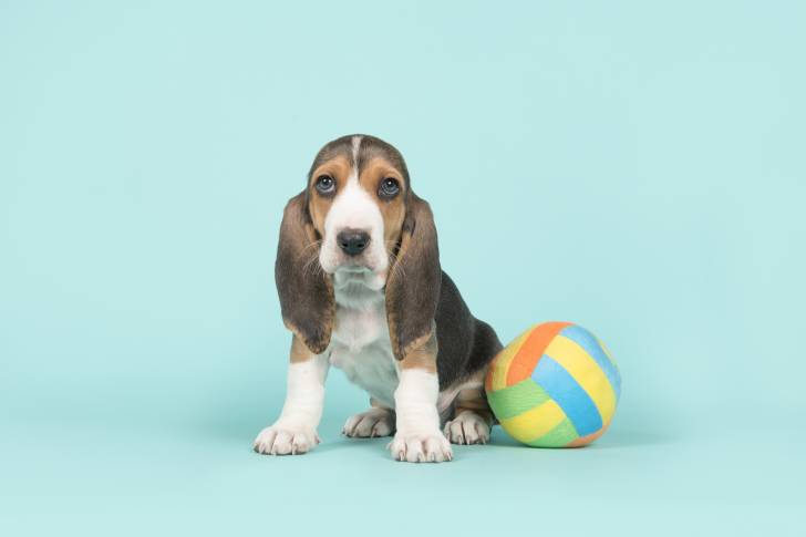 Photo Basset de Normandie