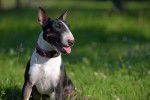 Photo Toy Bull Terrier