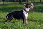 Photo Toy Bull Terrier