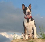 Photo Toy Bull Terrier