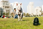 Photo Toy Bull Terrier