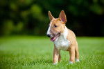 Photo Toy Bull Terrier