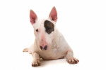 Photo Toy Bull Terrier