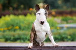 Photo Toy Bull Terrier