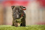Photo Toy Bull Terrier