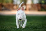 Photo Toy Bull Terrier