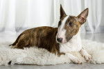 Photo Toy Bull Terrier