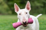 Photo Toy Bull Terrier