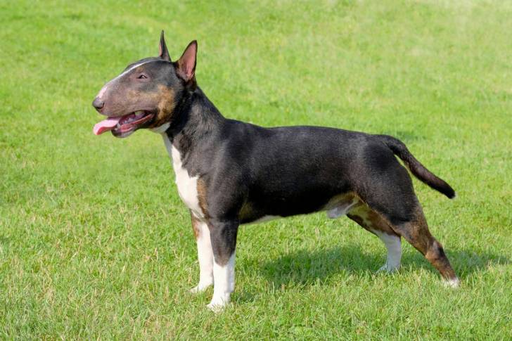 Photo Toy Bull Terrier