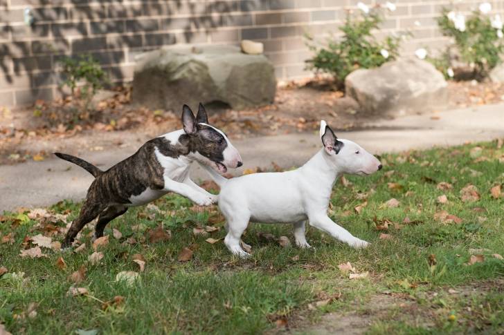 Photo Toy Bull Terrier