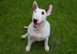 white - Toy Bull Terrier