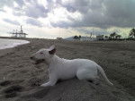 white - Toy Bull Terrier