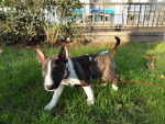 2 mois - Toy Bull Terrier