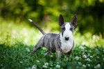 Photo Toy Bull Terrier