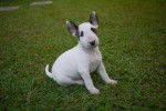 Photo Toy Bull Terrier