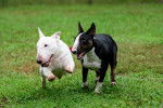 Photo Toy Bull Terrier