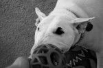 Photo Toy Bull Terrier