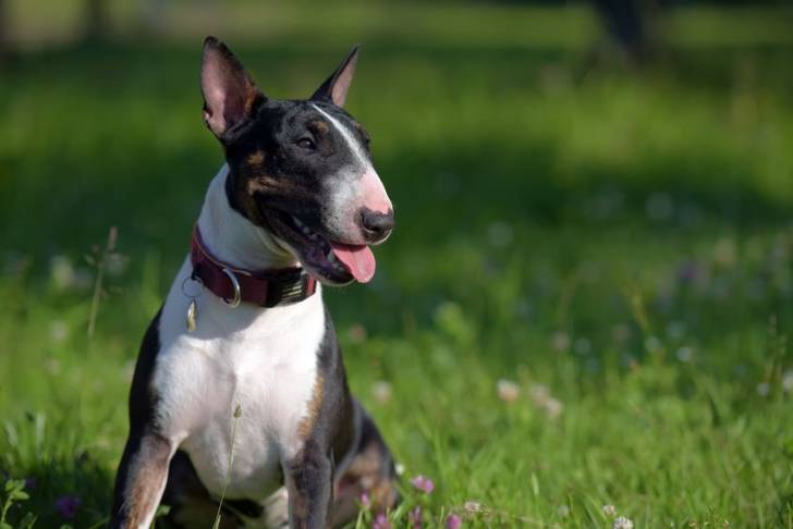 Photo Toy Bull Terrier