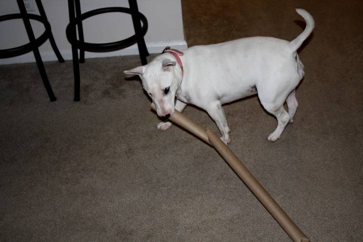 Photo Toy Bull Terrier