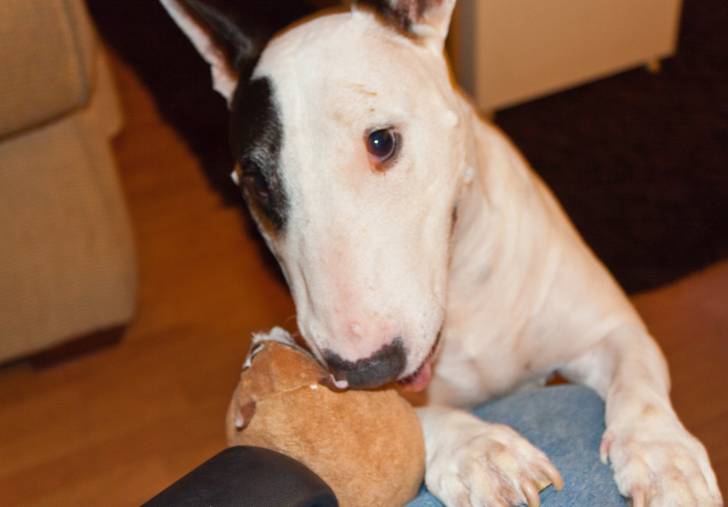 Photo Toy Bull Terrier