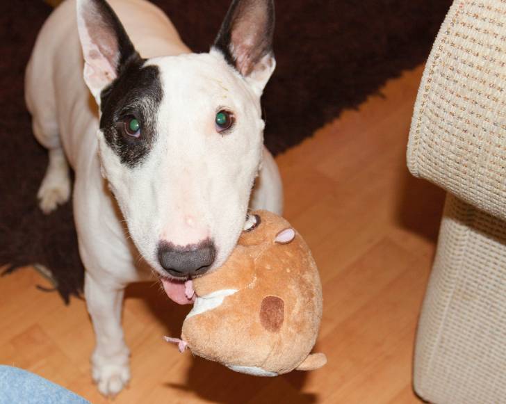 Photo Toy Bull Terrier