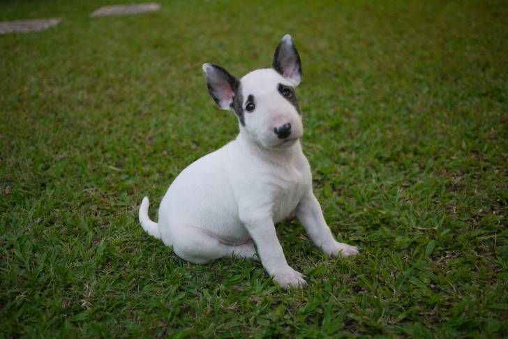 Photo Toy Bull Terrier