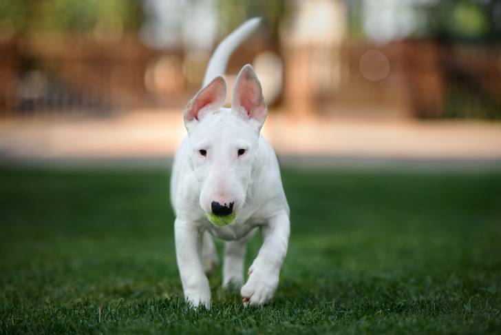 Photo Toy Bull Terrier