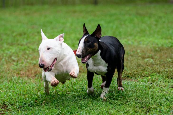 Photo Toy Bull Terrier