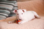 Photo English White Terrier
