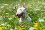 Photo English White Terrier