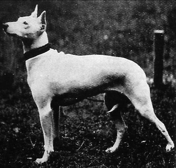 Photo English White Terrier