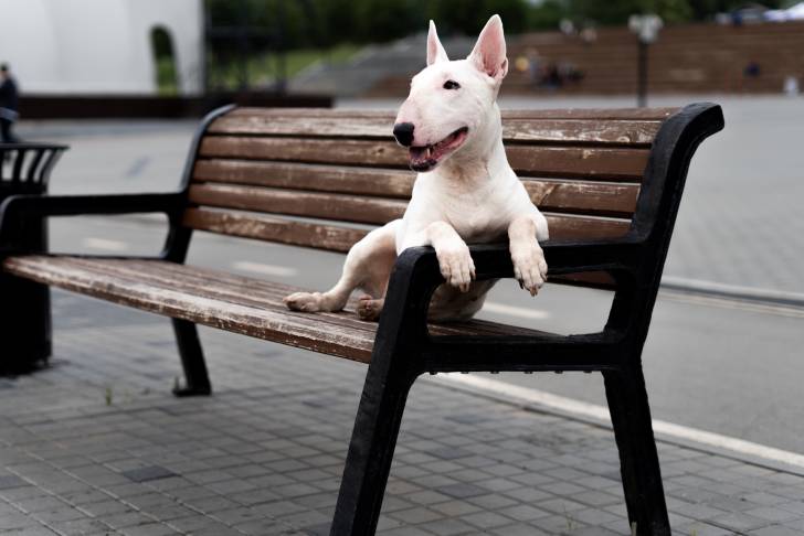 Photo English White Terrier