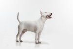 Photo English White Terrier