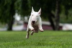 Photo English White Terrier