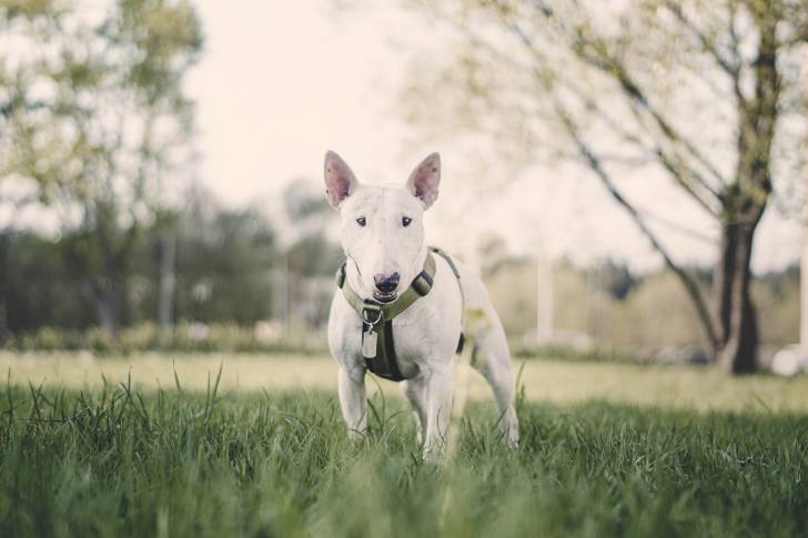 Photo English White Terrier