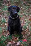 Photo Wavy Coated Retriever