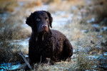 Photo Wavy Coated Retriever