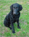 Photo Wavy Coated Retriever