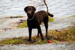 Photo Wavy Coated Retriever