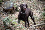 Photo Wavy Coated Retriever