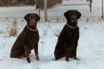 Photo Wavy Coated Retriever