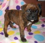 Farrah-bear - Boxer (11 mois)