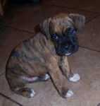 Farrah-bear - Boxer (11 mois)