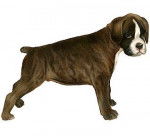 Luice - Boxer Mâle (6 mois)