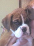 Hunter - Boxer M&acirc;le (6 mois)